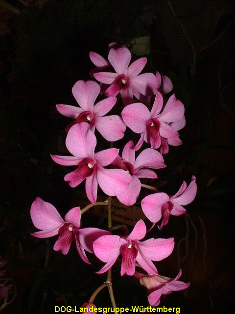 Dendrobium Little Profusion