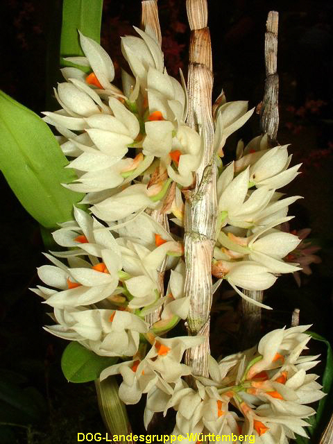 Dendrobium bracteosum semi-alba