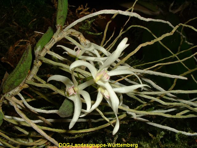 Dendrobium cucumerinum x linguiforme