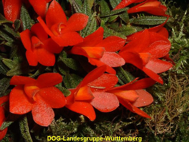 Dendrobium cuthbertsonii 01
