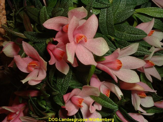 Dendrobium cuthbertsonii 02