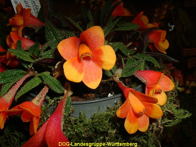 Dendrobium cuthbertsonii 03