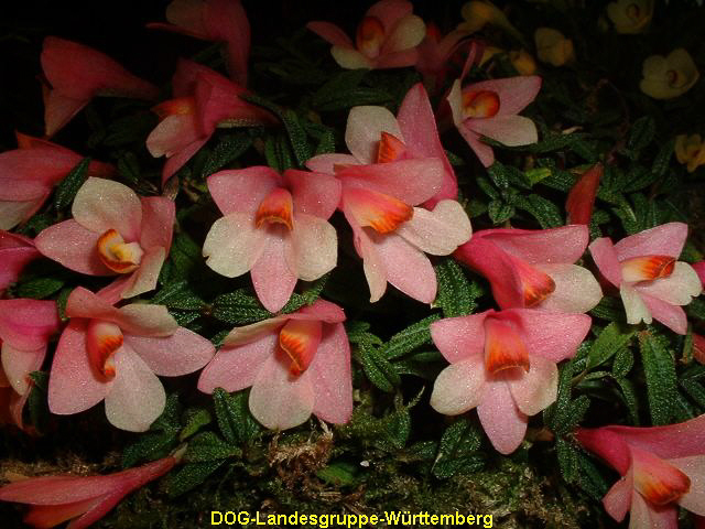 Dendrobium cuthbertsonii 04