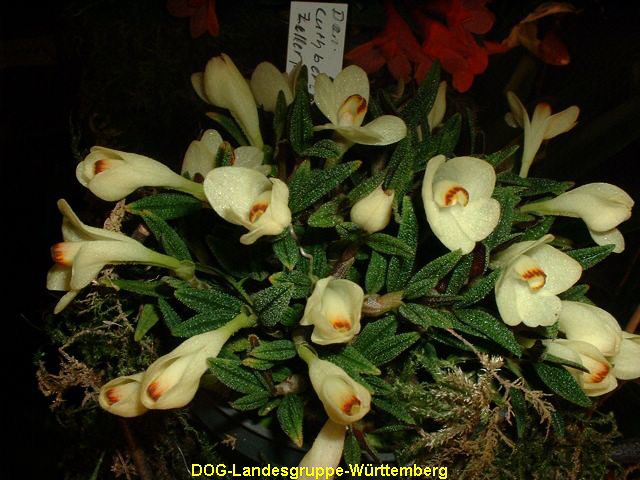 Dendrobium cuthbertsonii 05