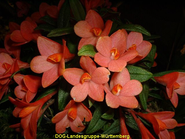 Dendrobium cuthbertsonii 06