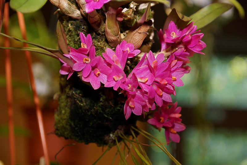 Dendrobium laevifolium 03