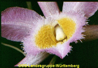 Dendrobium lodigesii