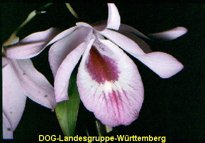 Dendrobium maccarthia