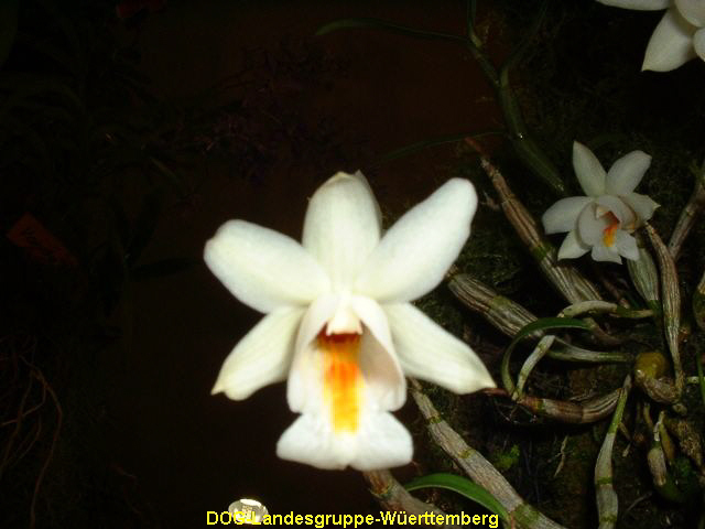 Dendrobium marginaceum