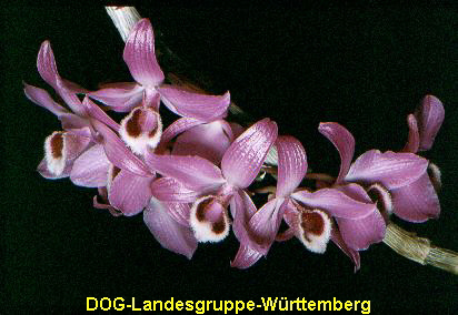 Dendrobium parishii 01