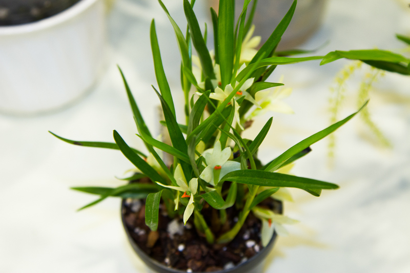 Dendrobium pentapterum