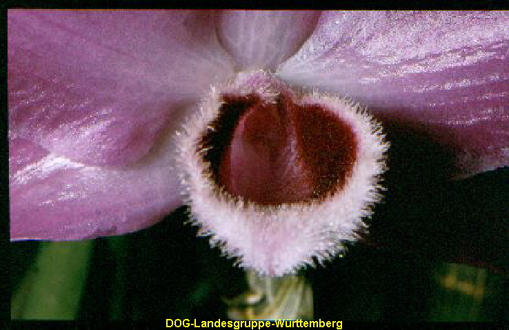 Dendrobium pirardii