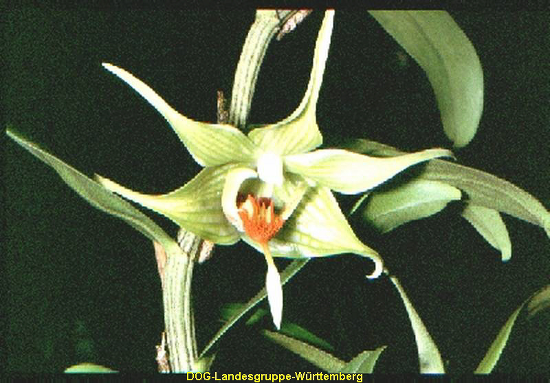 Dendrobium tobaensis