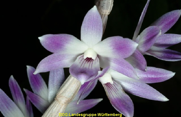 Dendrobium victoria-reginae 01