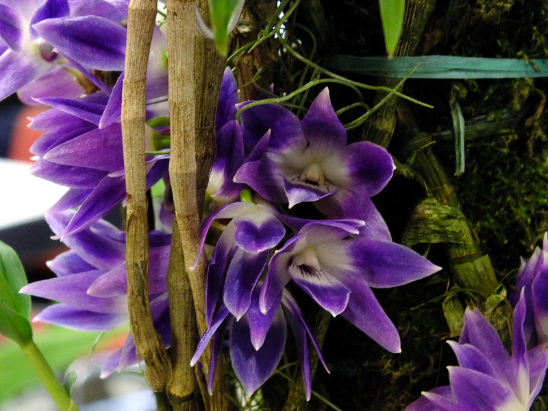 Dendrobium victoria-reginae 02
