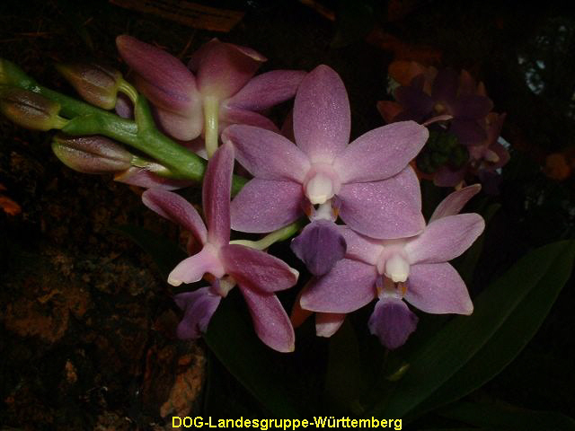 Doritaenopsis Kenneth Schubert