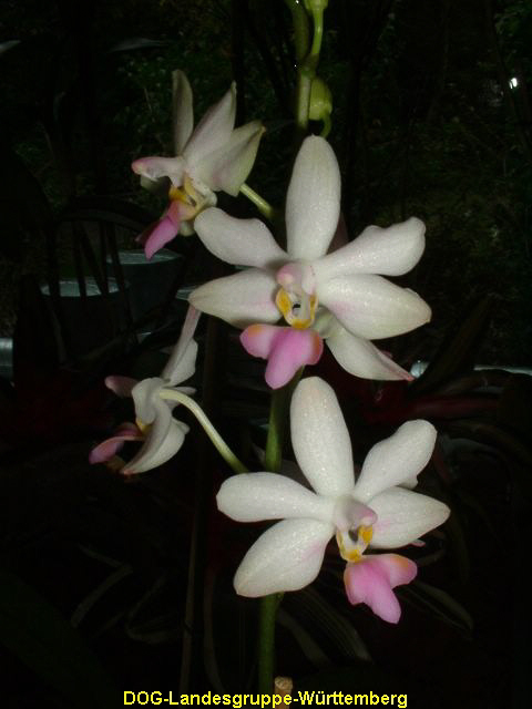 Doritaenopsis aposya