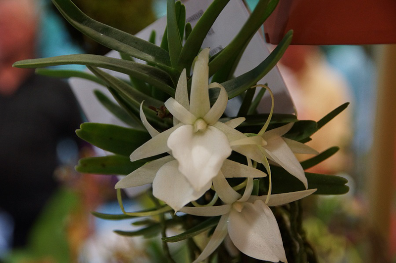 Angraecum didieri-2
