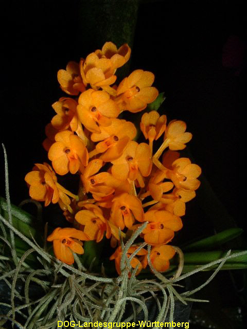 Ascocentrum miniatum