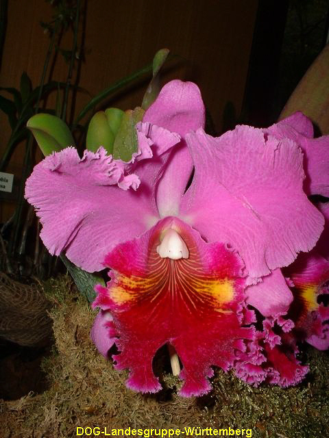 Blc Lucky Strike