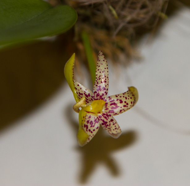 Bulbophyllum baileyi-2