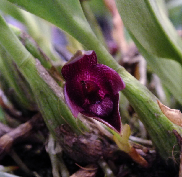 Bulbophyllum elevatopunctatum