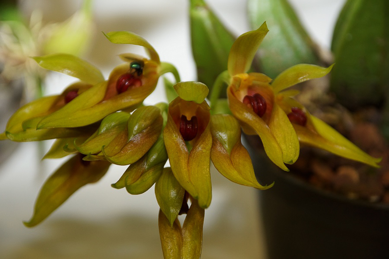 Bulbophyllum graveolens-2