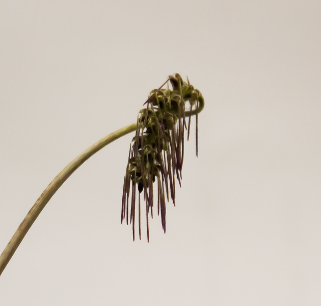 Bulbophyllum lemniscatoides-2