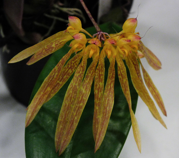 Bulbophyllum longiflorum 01