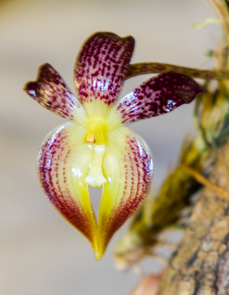 Bulbophyllum macranthum-2