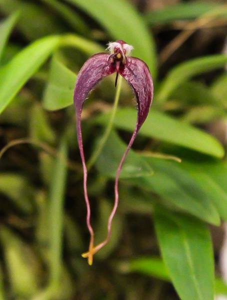 Bulbophyllum maxillare-2