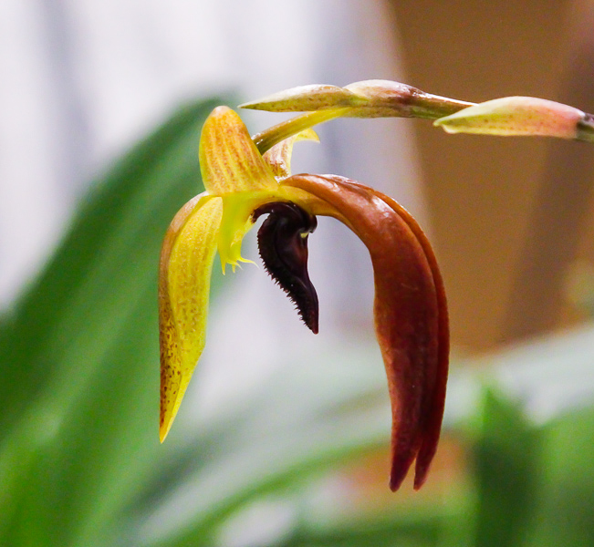 Bulbophyllum mearnsii-2