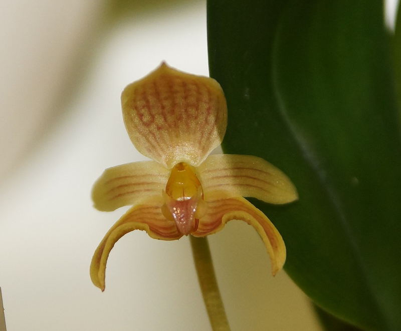 Bulbophyllum microglossum-2