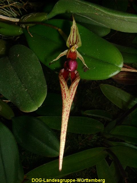 Bulbophyllum pudidum