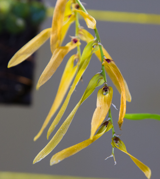 Bulbophyllum refractum-2