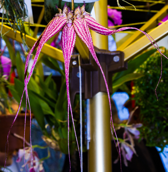 Bulbophyllum rothschildianum-2
