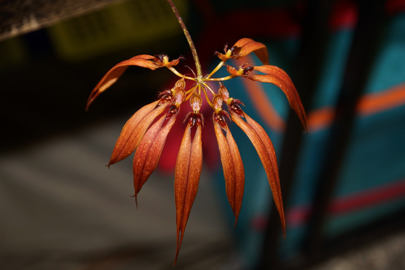 Bulbophyllum spec-2