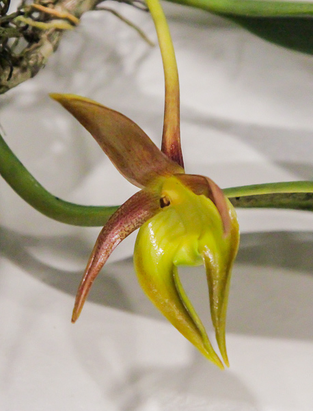 Bulbophyllum spec. - evtl. copelandii-2