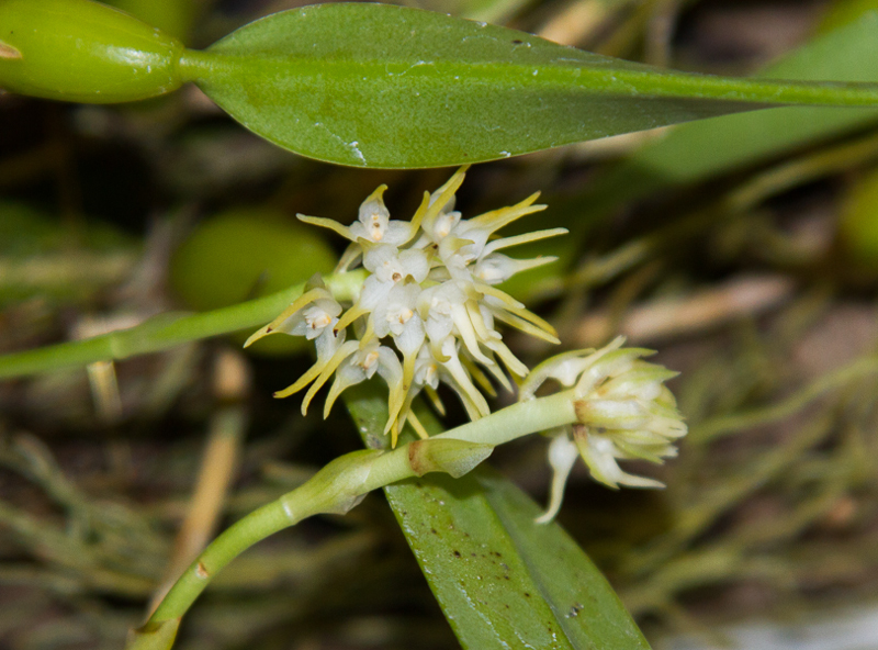 Bulbophyllum stenobulbon-2