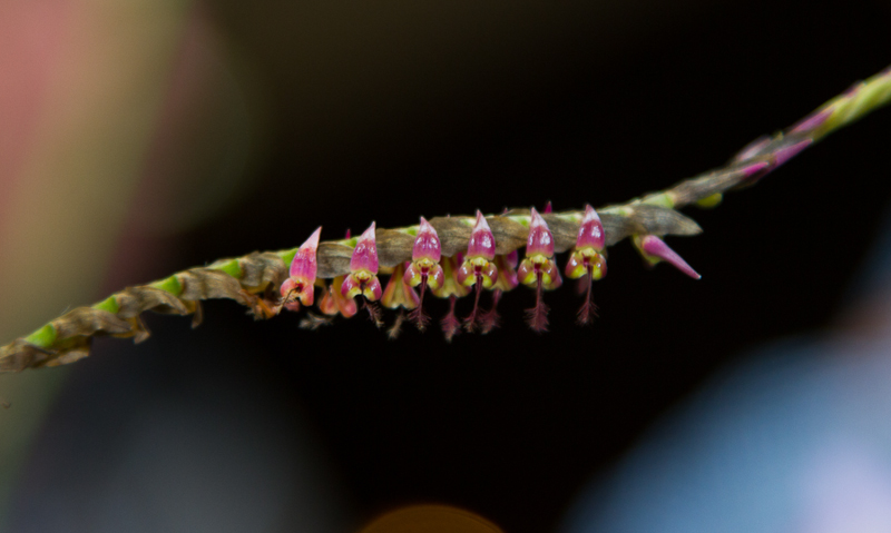 Bulbophyllum vulcanicum-2