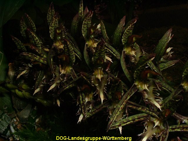 Catasetum ariquemense