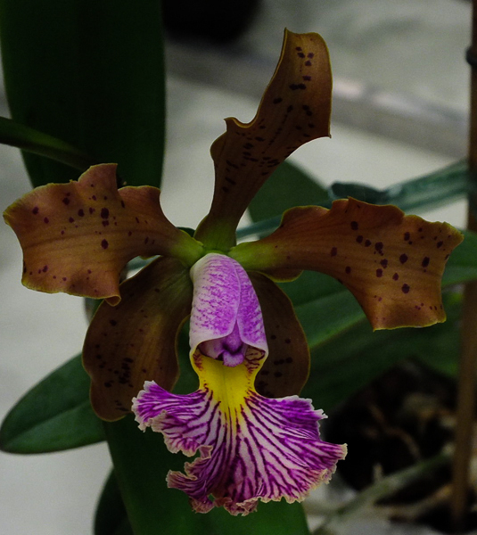 Cattleya Frankeana