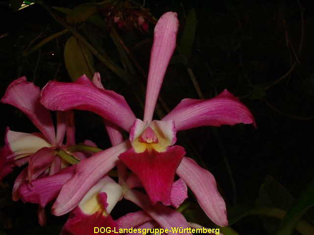 Cattleya Hybride 01