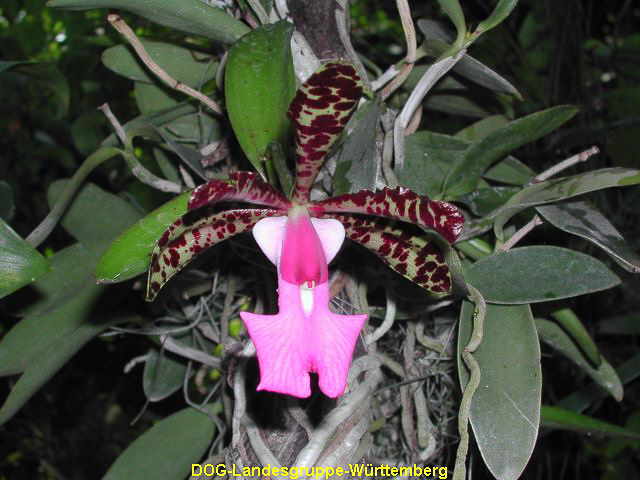 Cattleya Hybride 02