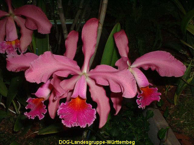 Cattleya Miss Harris