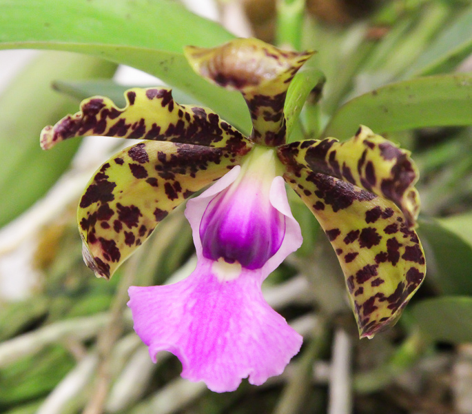 Cattleya aclandiae