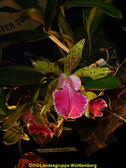 Cattleya aclandiae x leopoldii