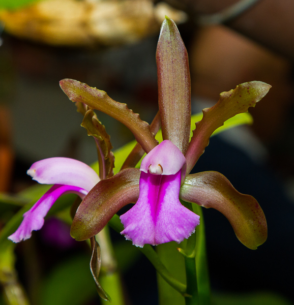 Cattleya bicolor var. brasiliensis
