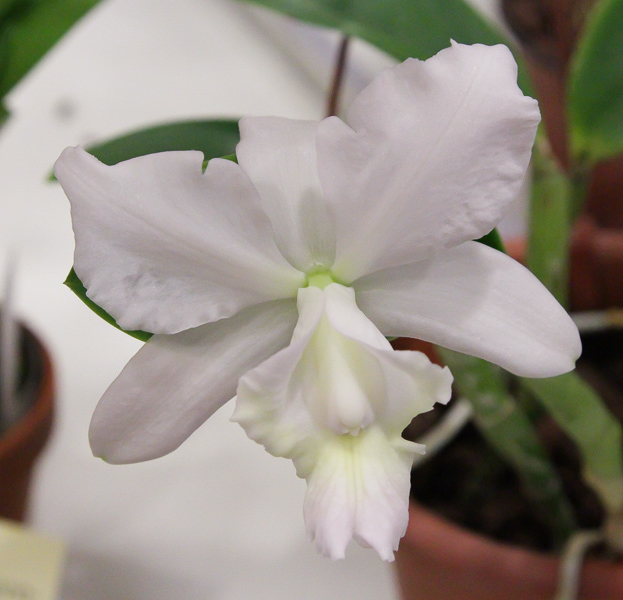 Cattleya dolosa var. alba