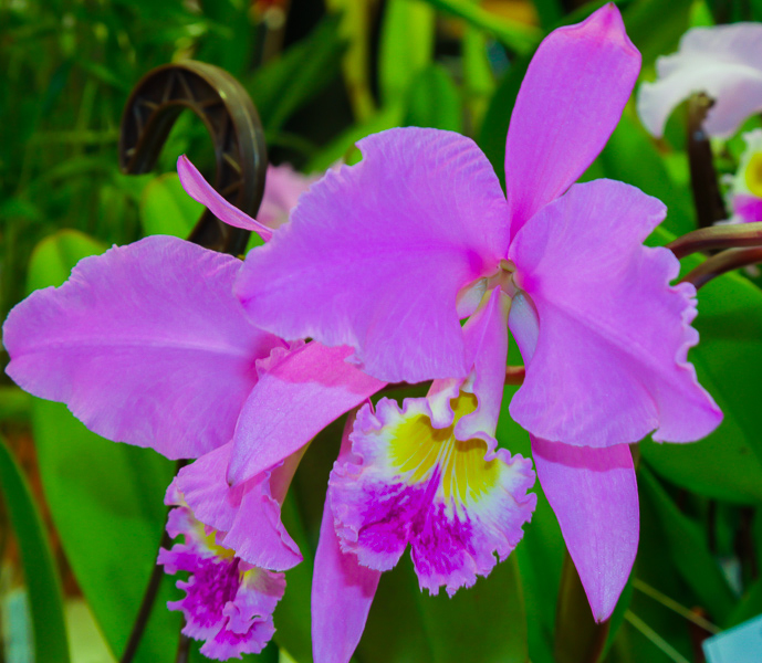 Cattleya gaskelliana